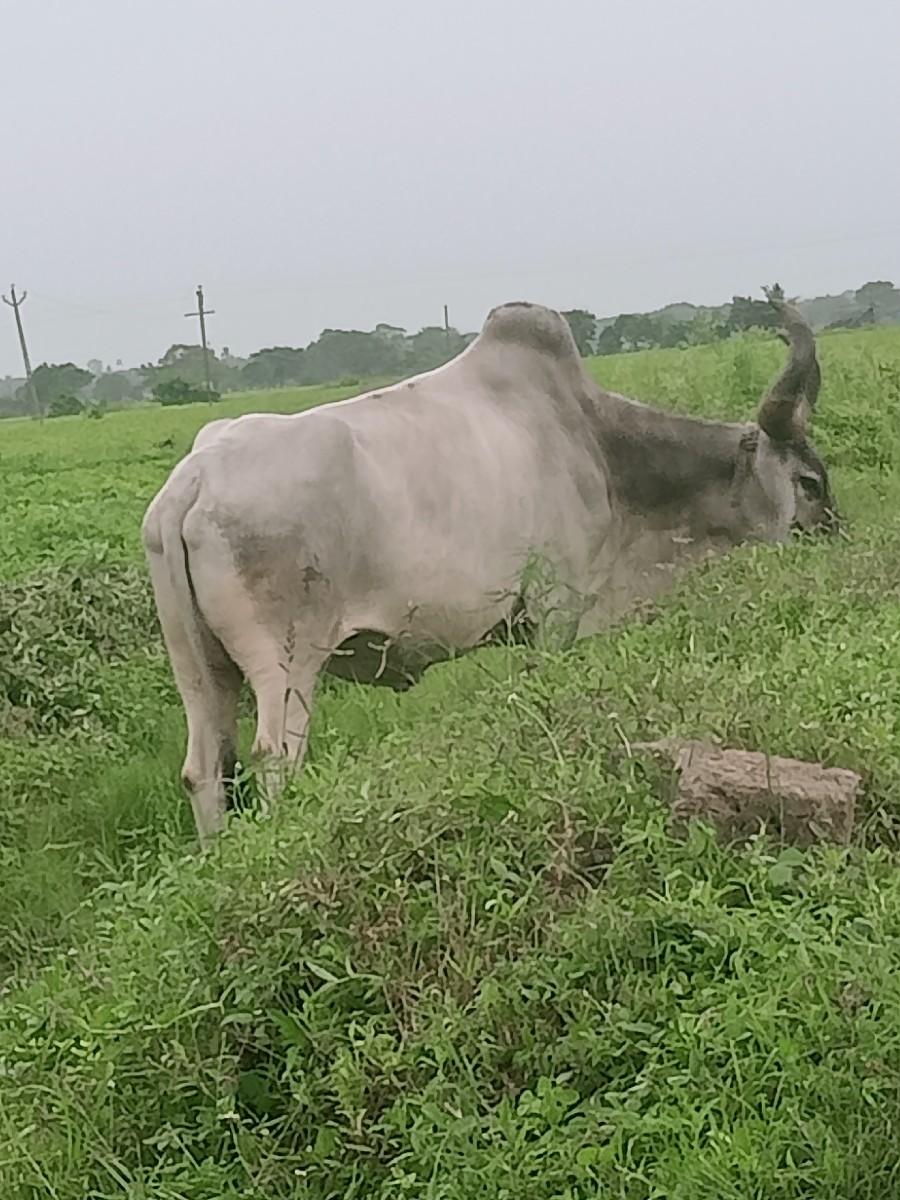 थंबनेल 3