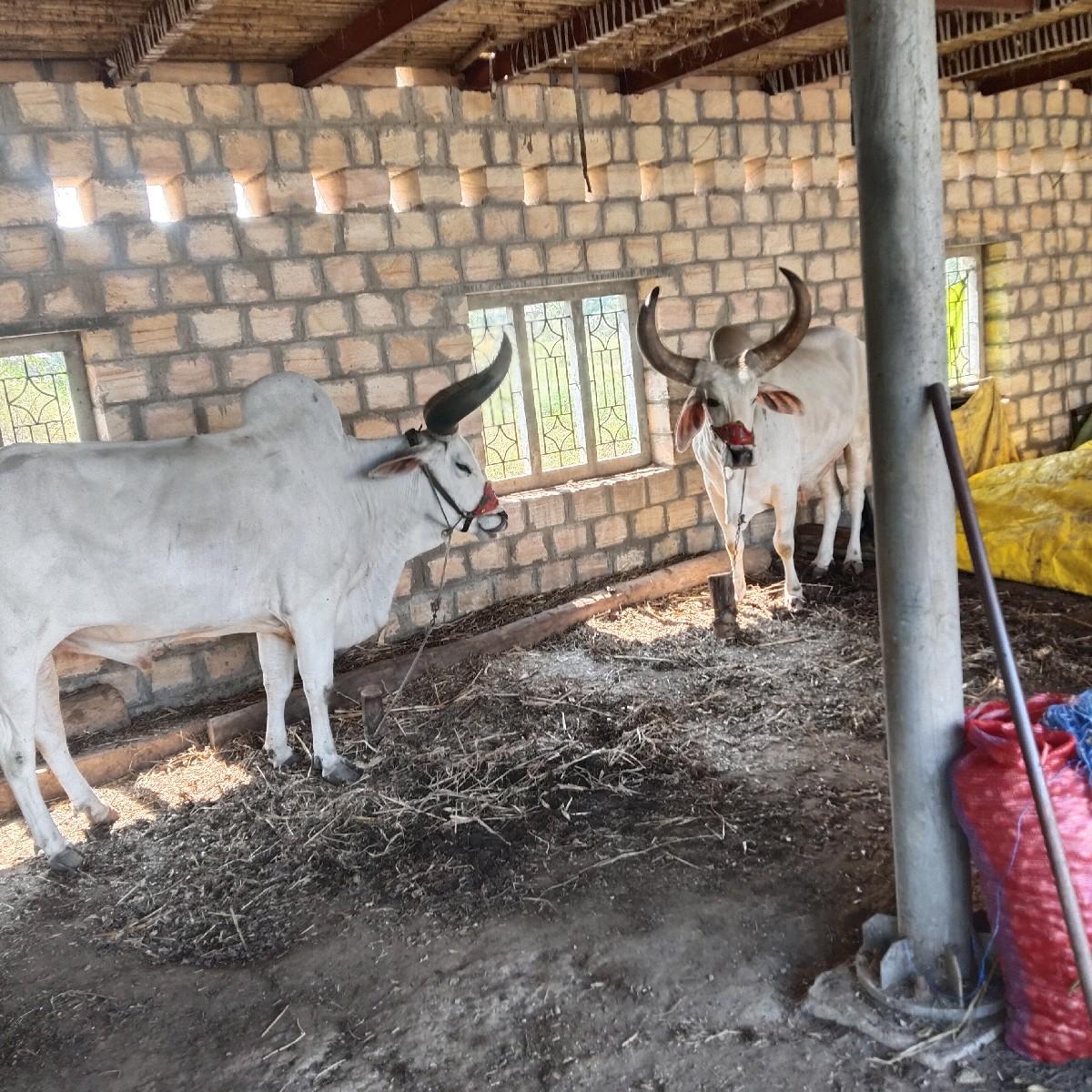 થંબનેલ 3