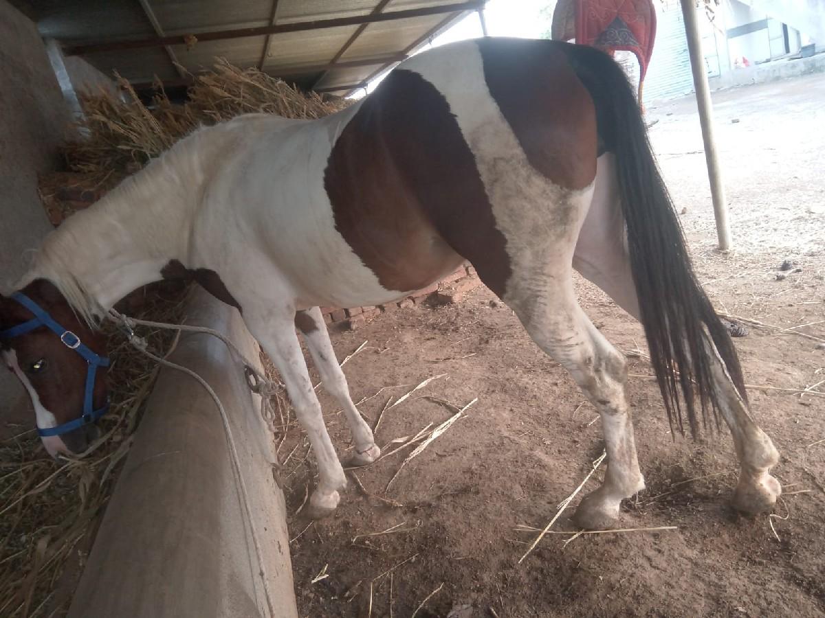 થંબનેલ 2