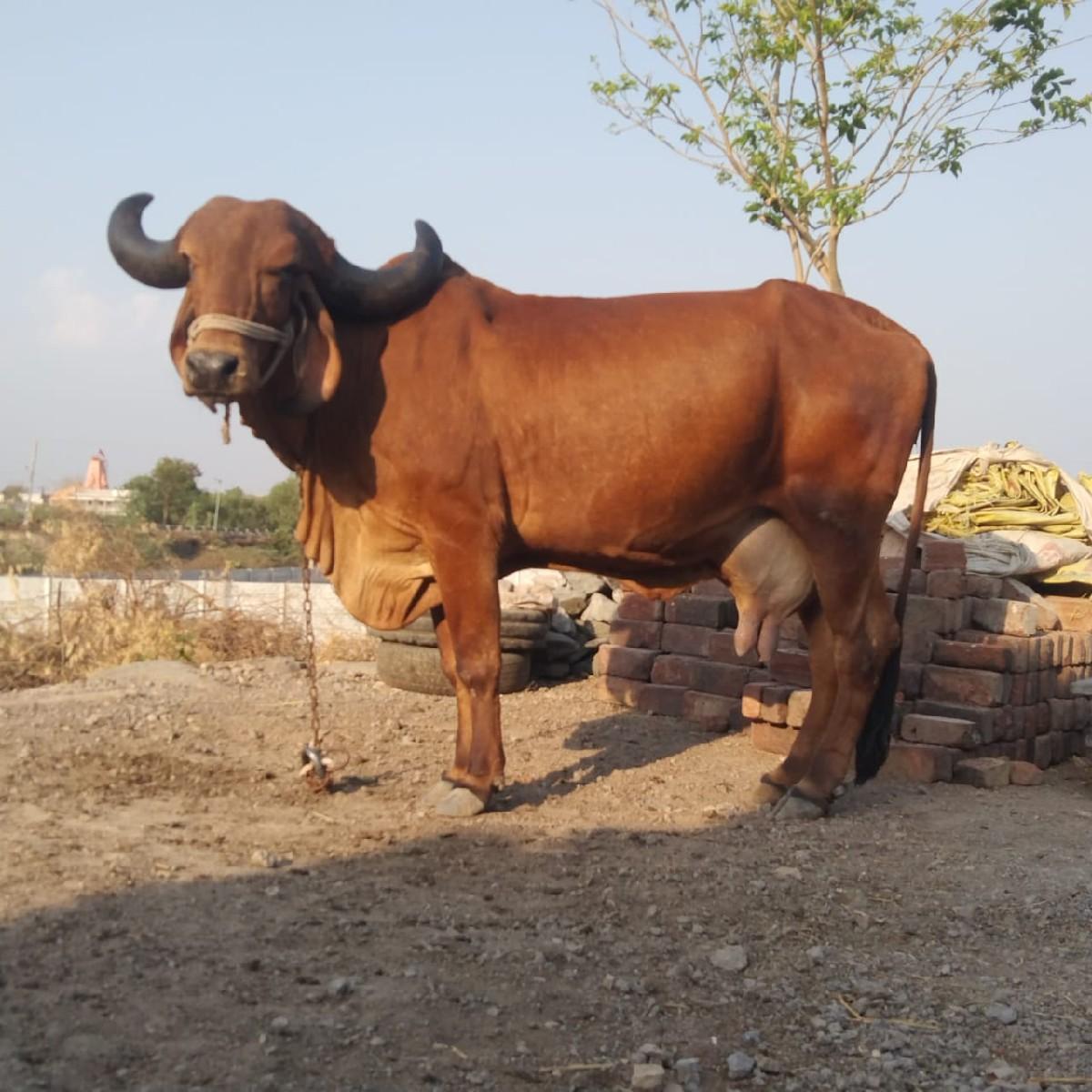 gai vechvani se satapan karvase