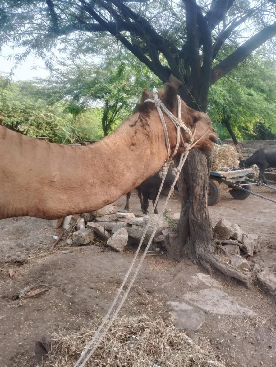 આ સાઢીયો વેચવાનો છે