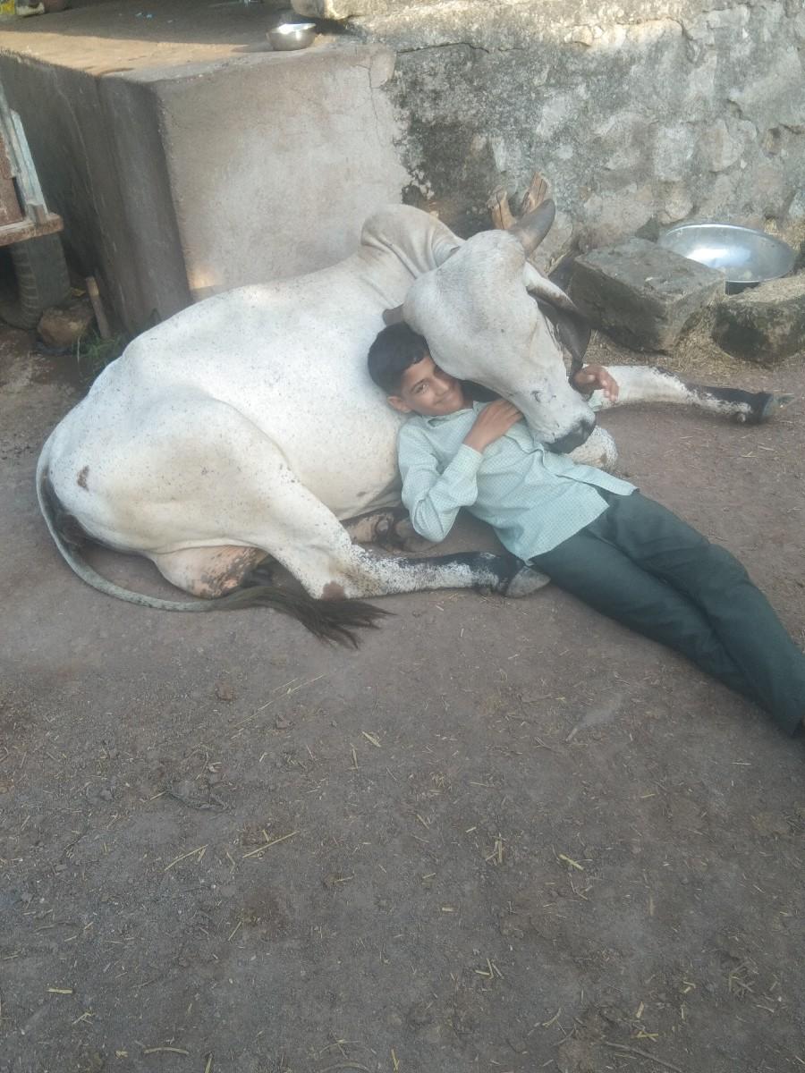 લીલડી ગાય ના સાટા કરવાના છે