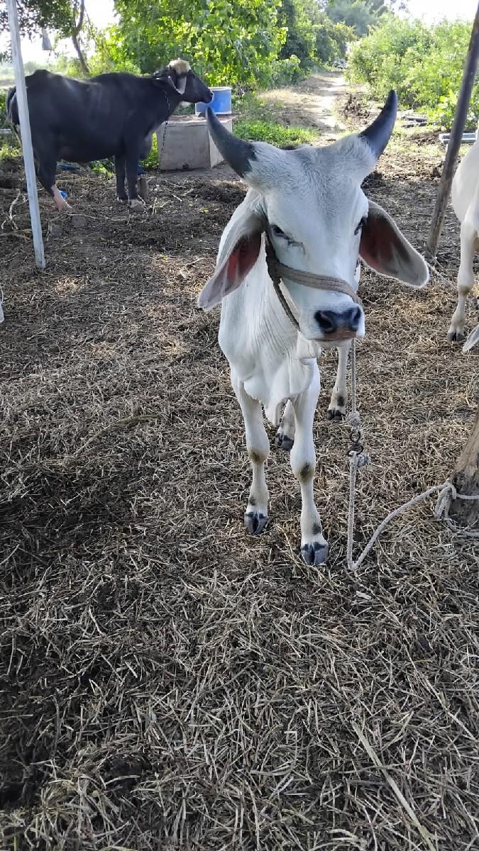 થંબનેલ 3