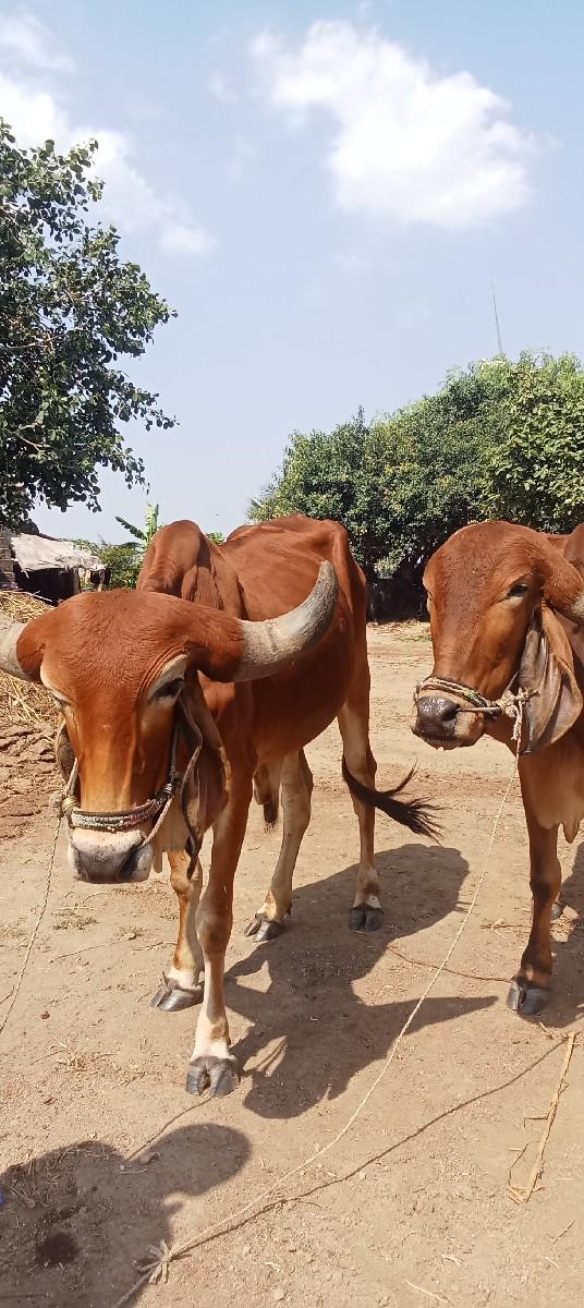 थंबनेल 2