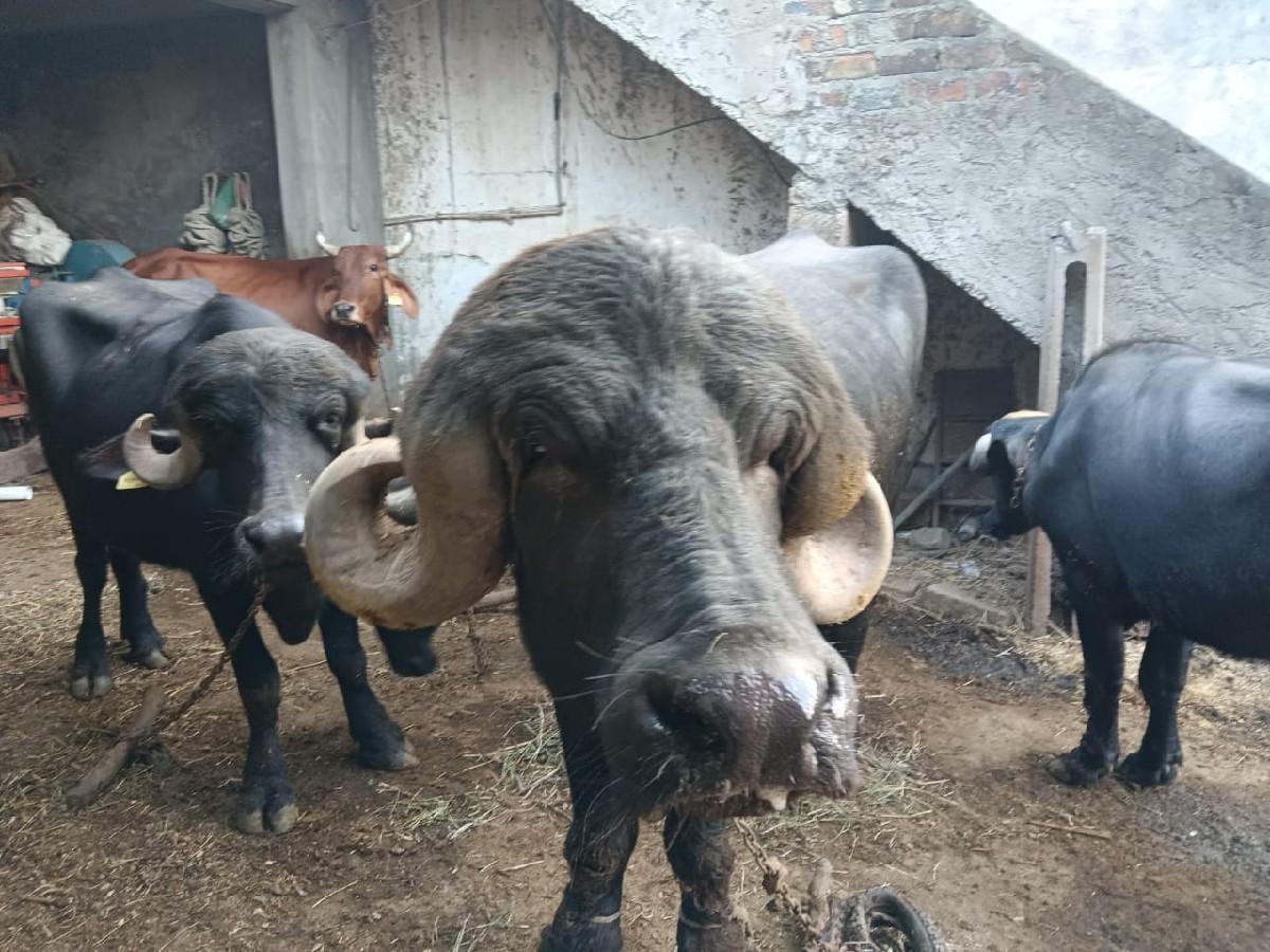 પાડો વેચવાનો છે