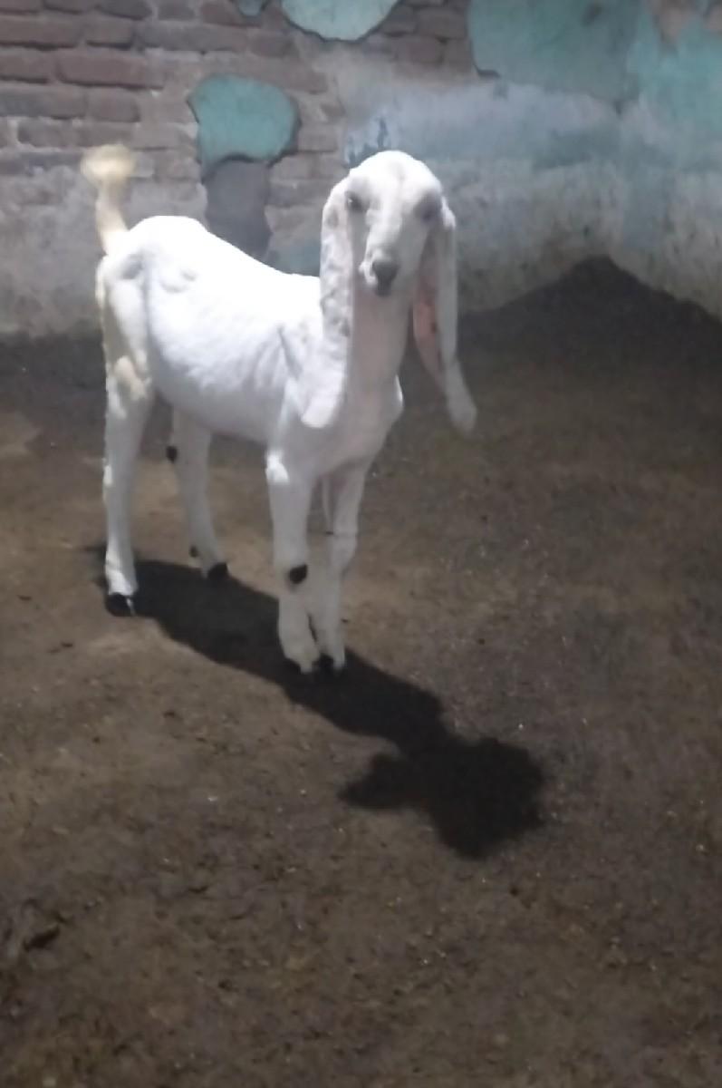 થંબનેલ 3