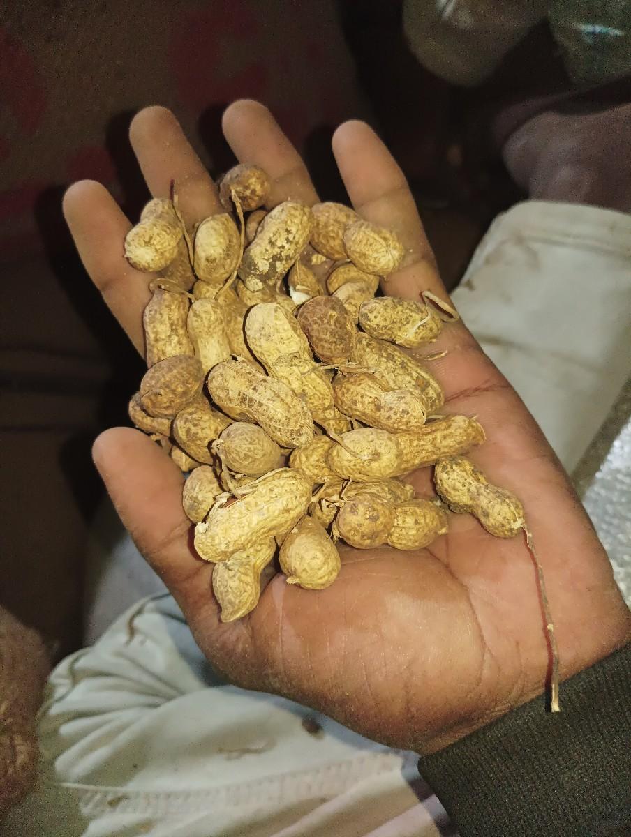 મગફળી ગીરનાર 4 બીયારણ