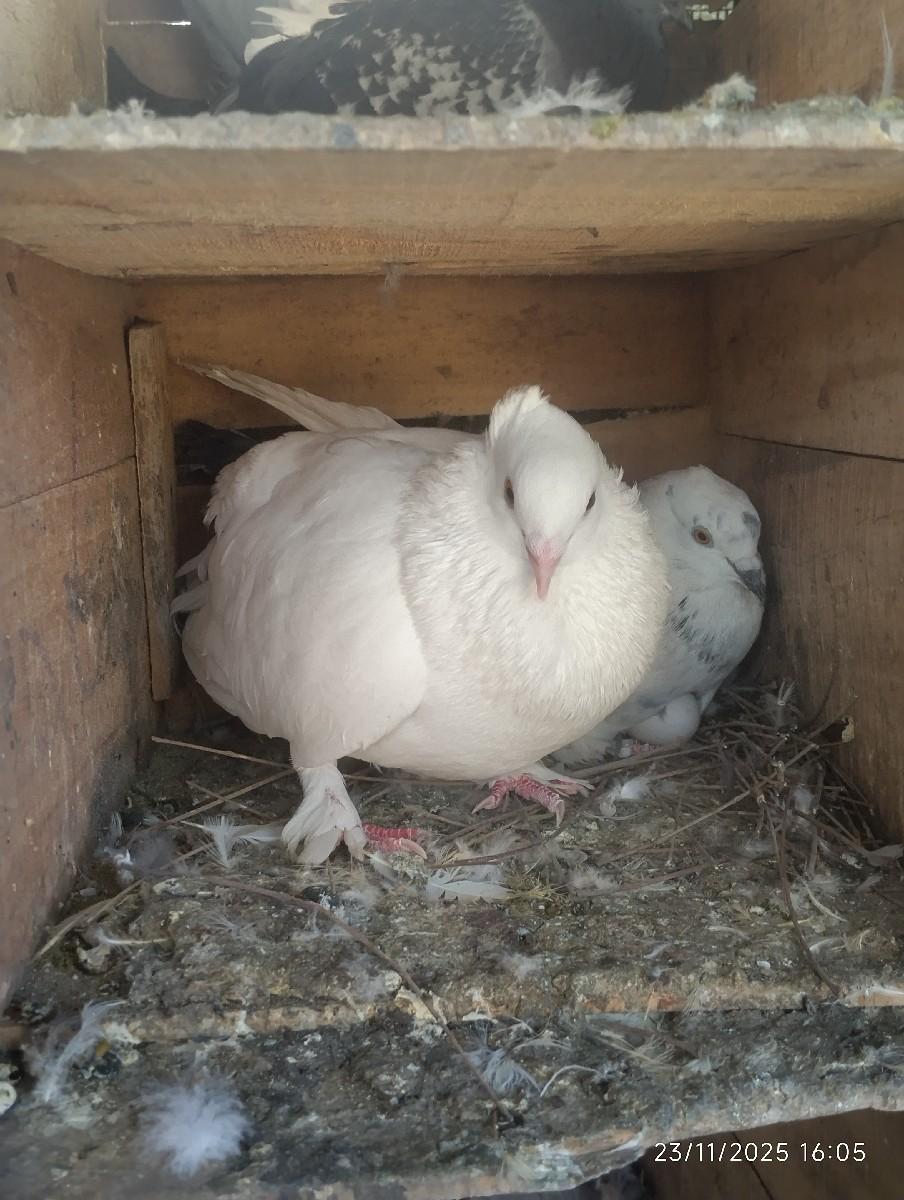 કબૂતર વેચવાના છે