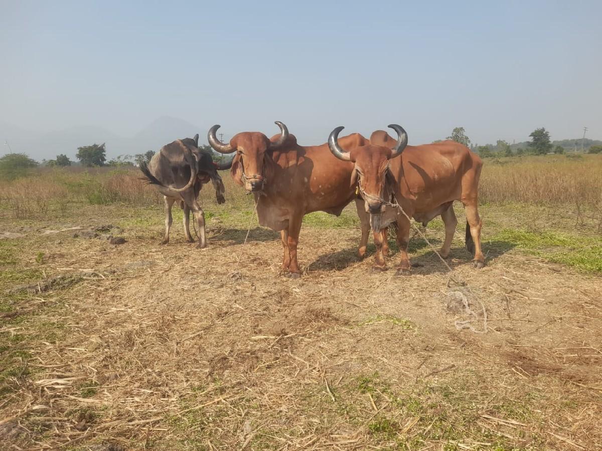 થંબનેલ 2