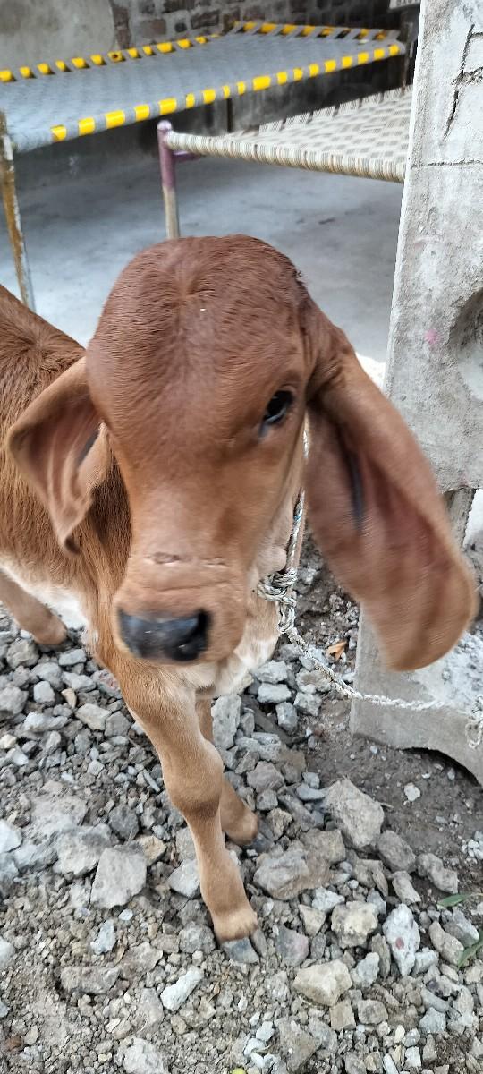 થંબનેલ 2