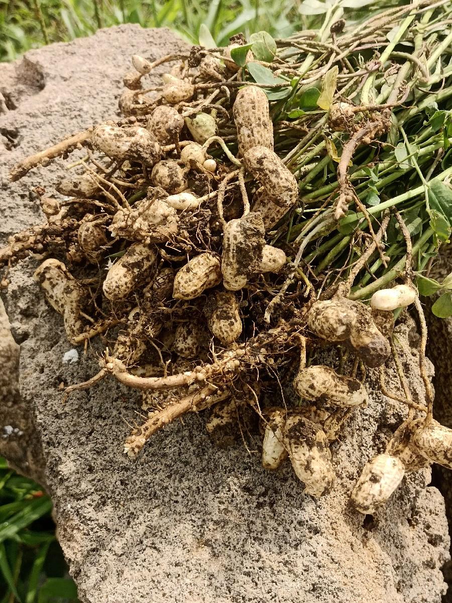 k 41 માંડવી બિયારણ