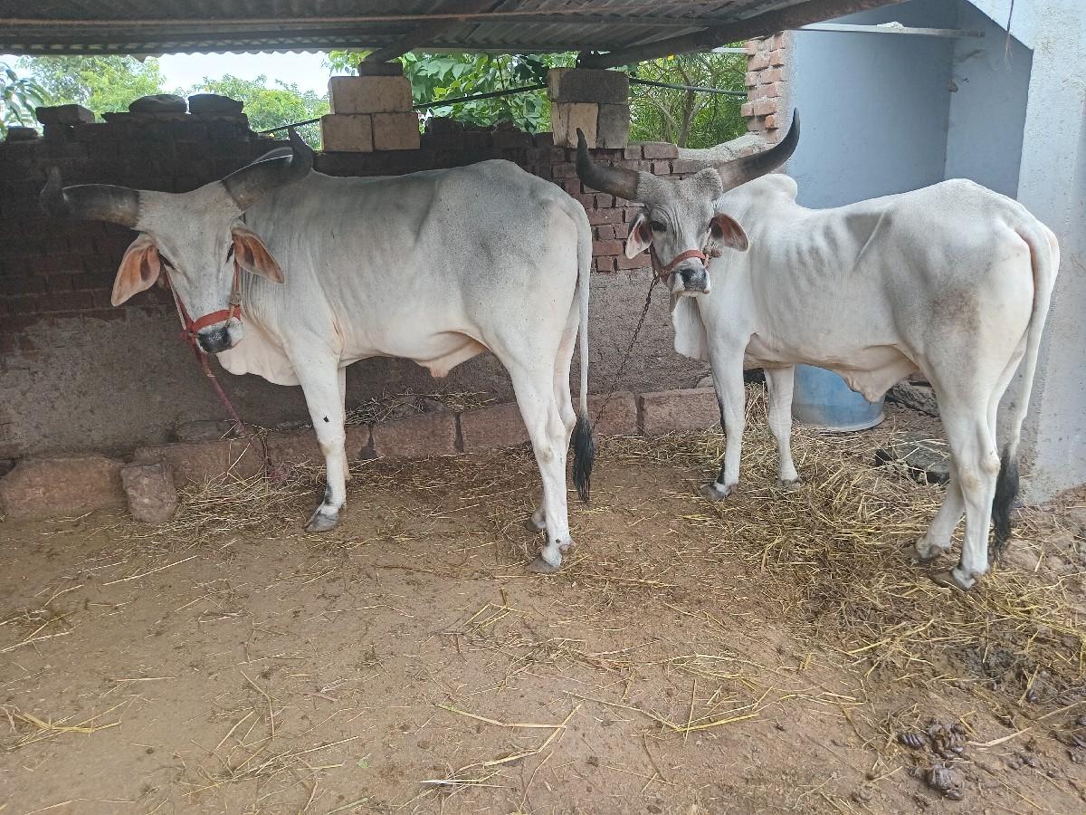 વઢીયારા બળદ વેચવા ના છે