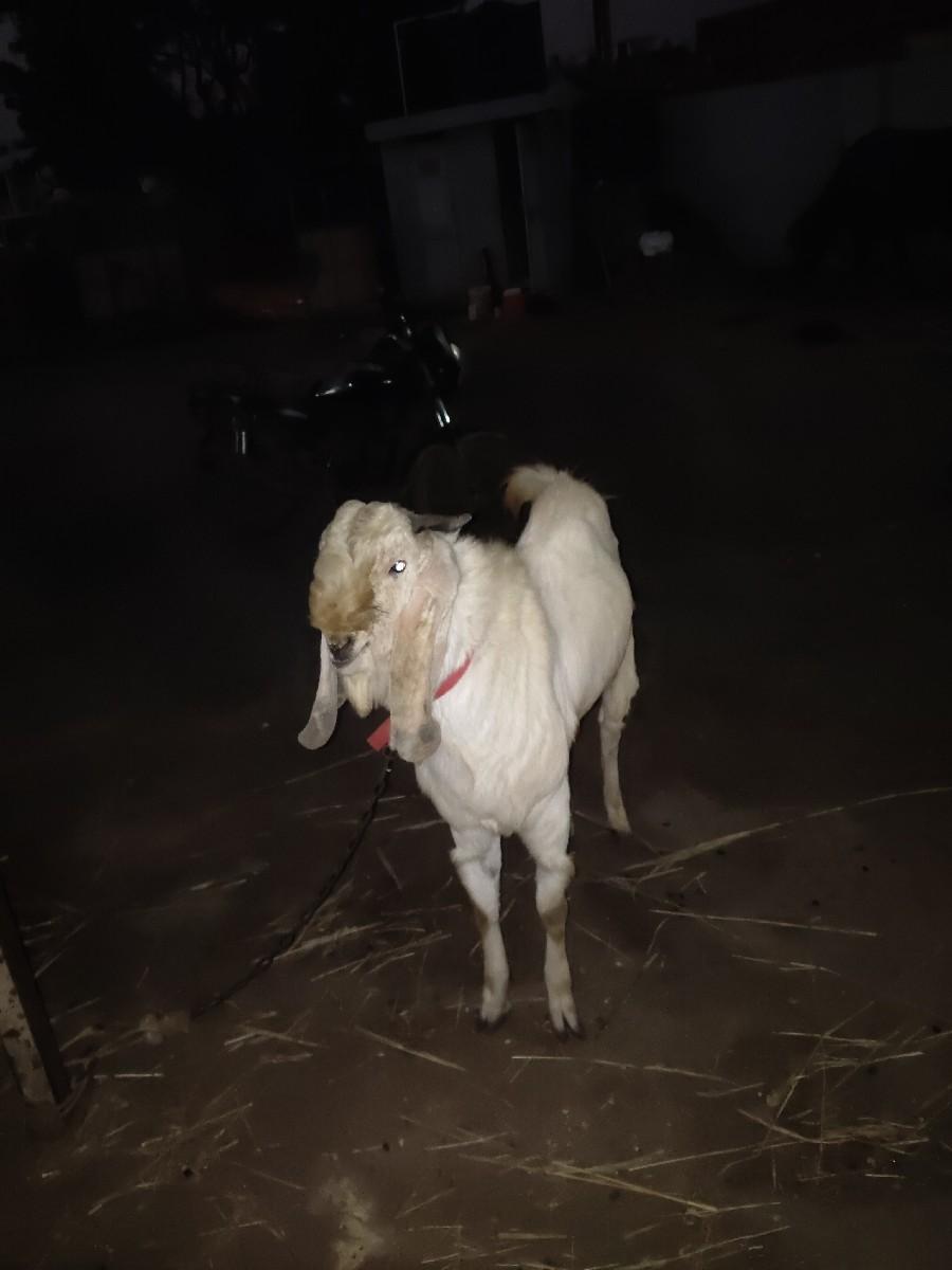 મારવા જાતનો બોકરો