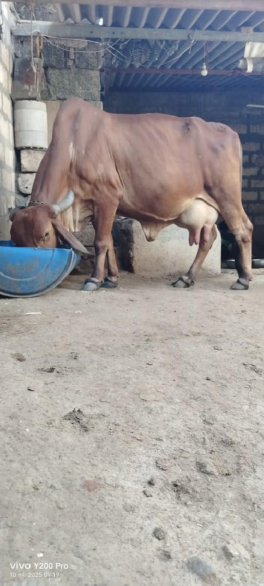 ગીર ગાય વેચવાની છે