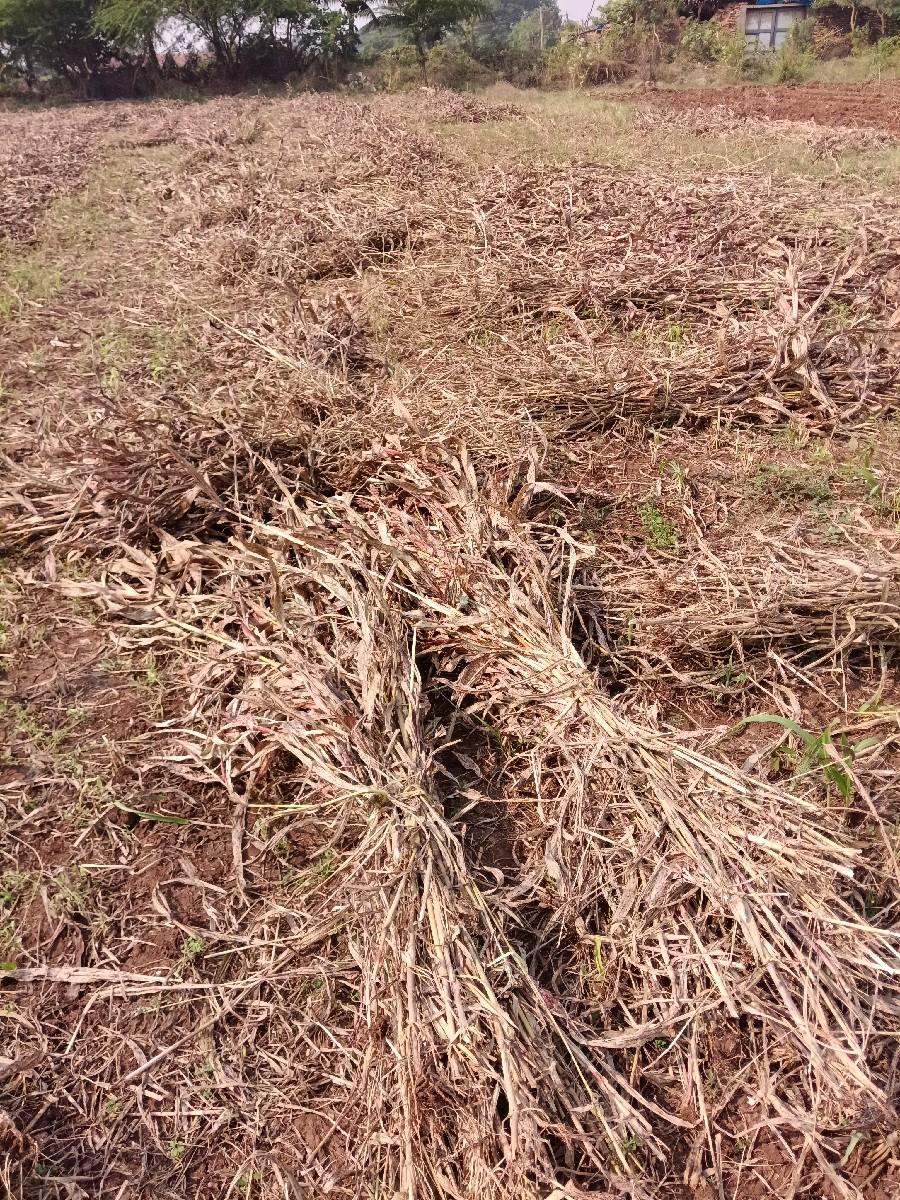 જુવારનો ચારો વેચવાનો છે