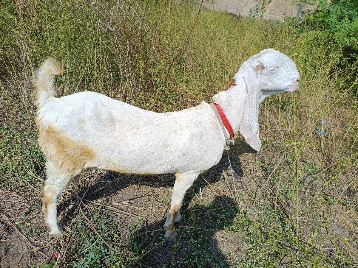 ગુલાબી બકરી વાઈટ લેન્સ ફૂલ સાઈઝ