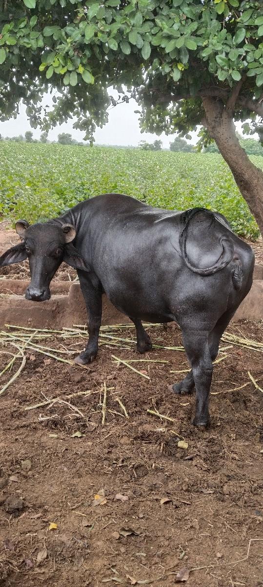 થંબનેલ 2