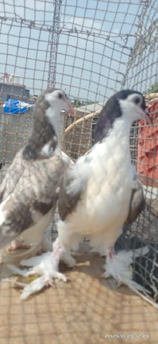 થંબનેલ 2