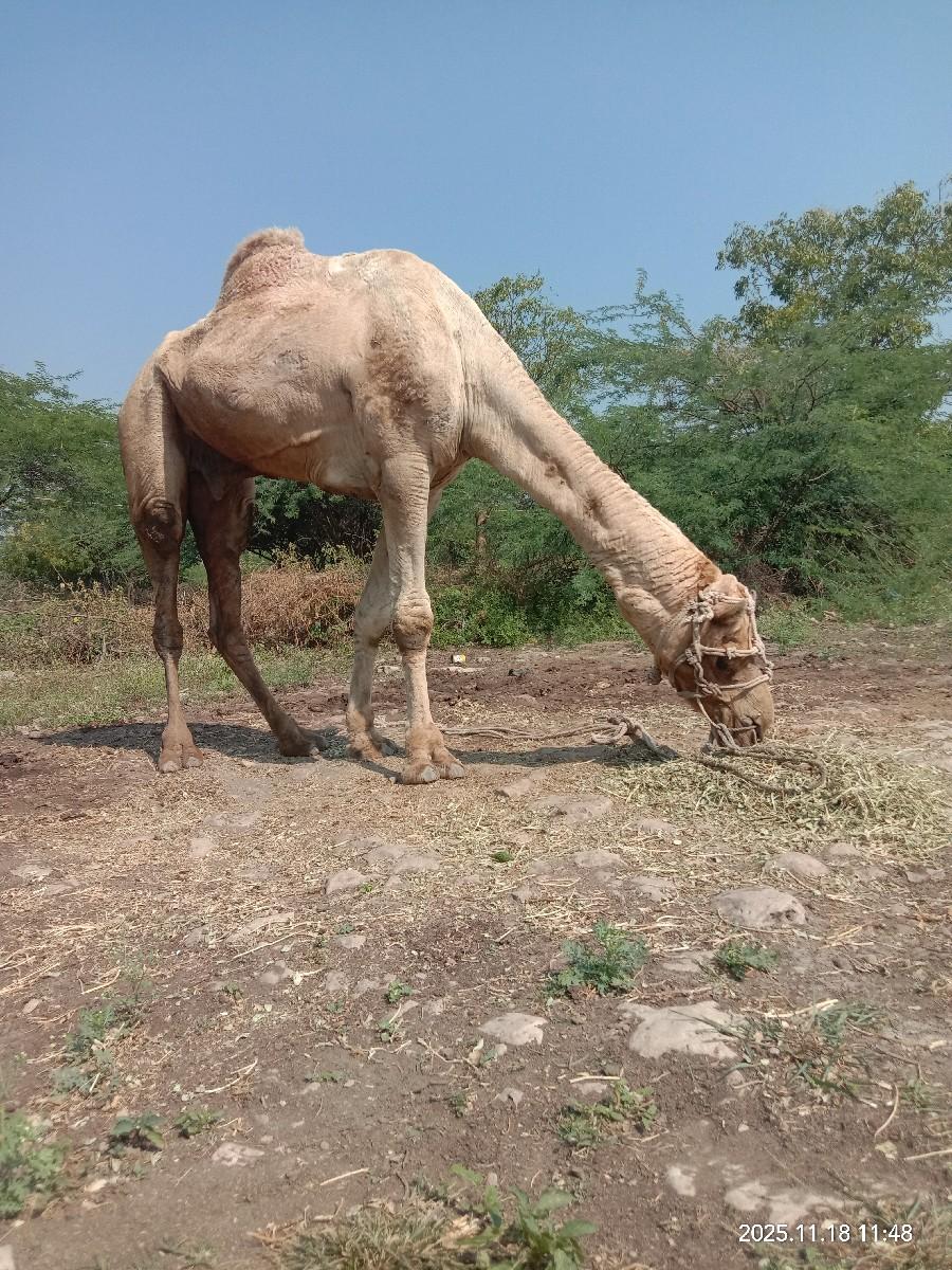 સાંઢીયો વેચવાનો છે