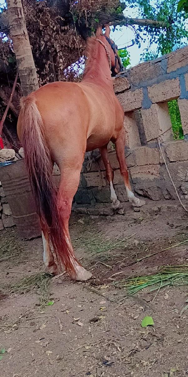 આ ઘોડી વેચવાની છે
