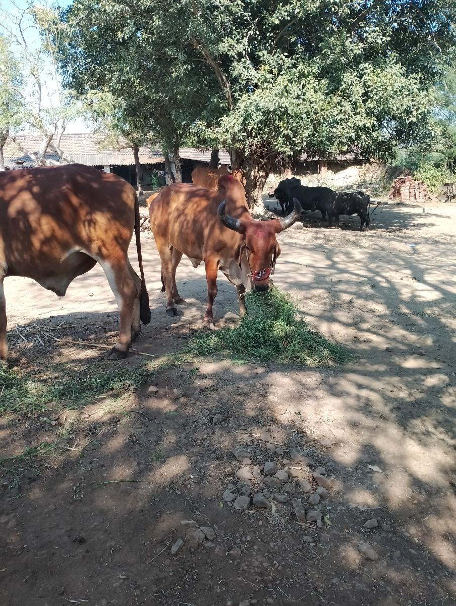 થંબનેલ 2