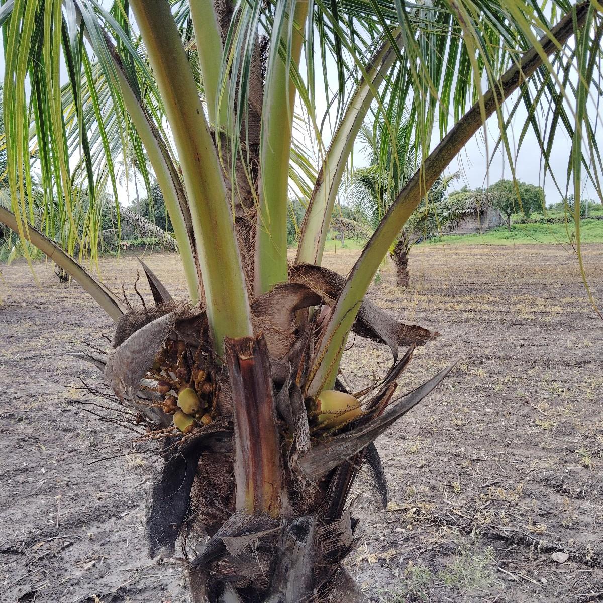 ગામ. રાતિધાર. તાલુકો. તાલાલા.ji