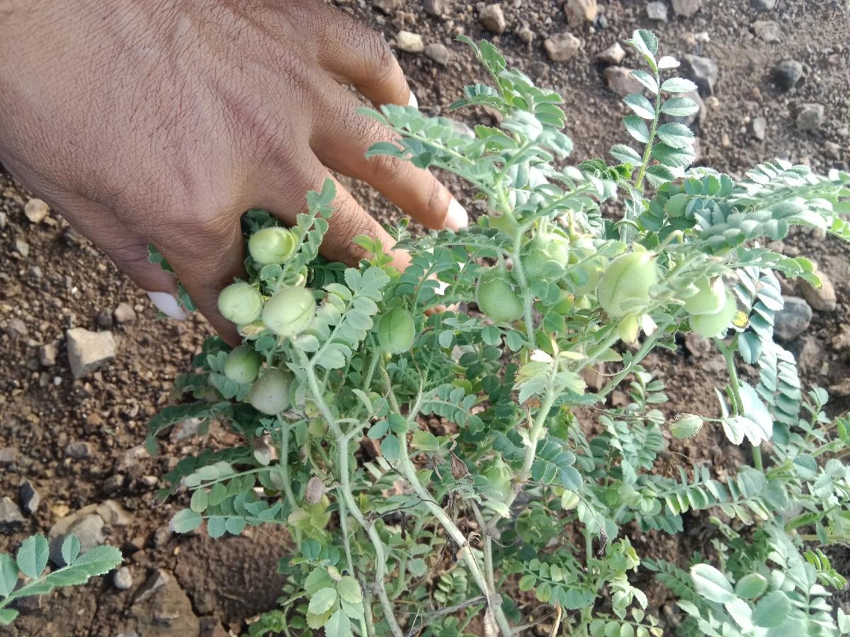 લીલા ચણા બેસવાના