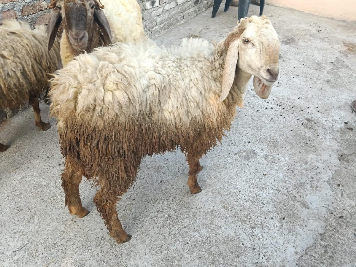 બે ઘેટા વેચવાના છે