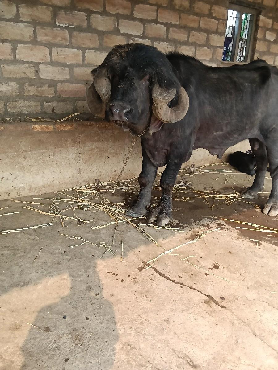 થંબનેલ 2