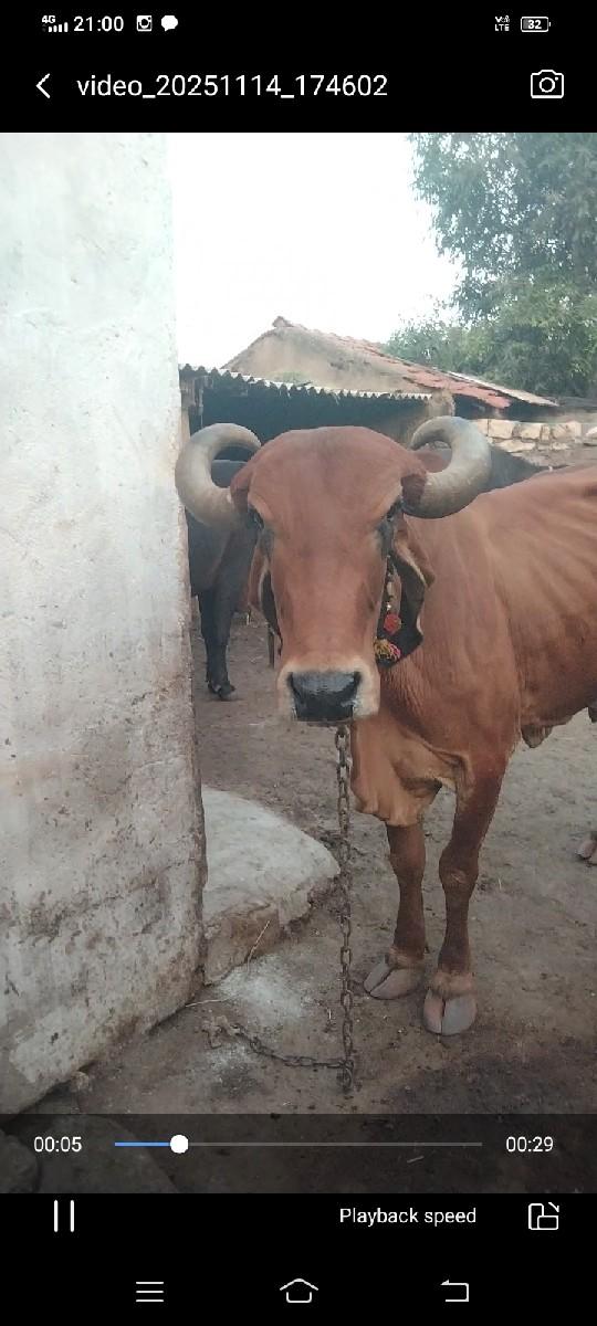 થંબનેલ 2