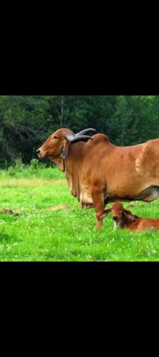 *નમસ્કાર ખેડૂતમિત્રો*