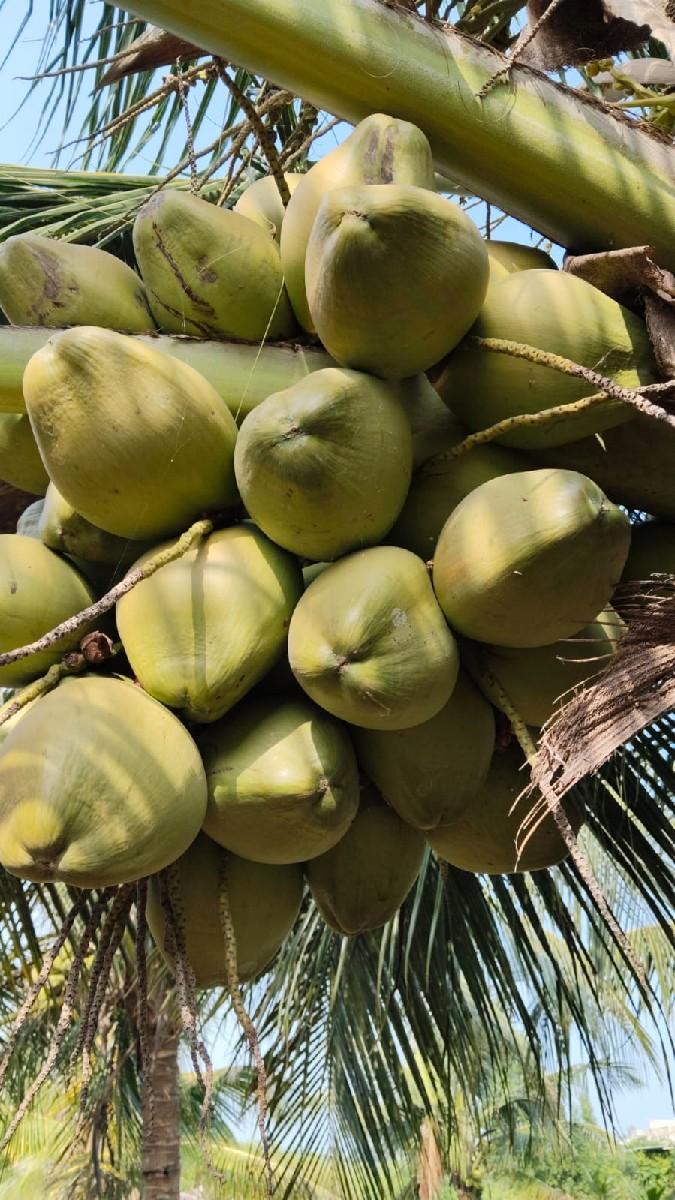 થંબનેલ 3