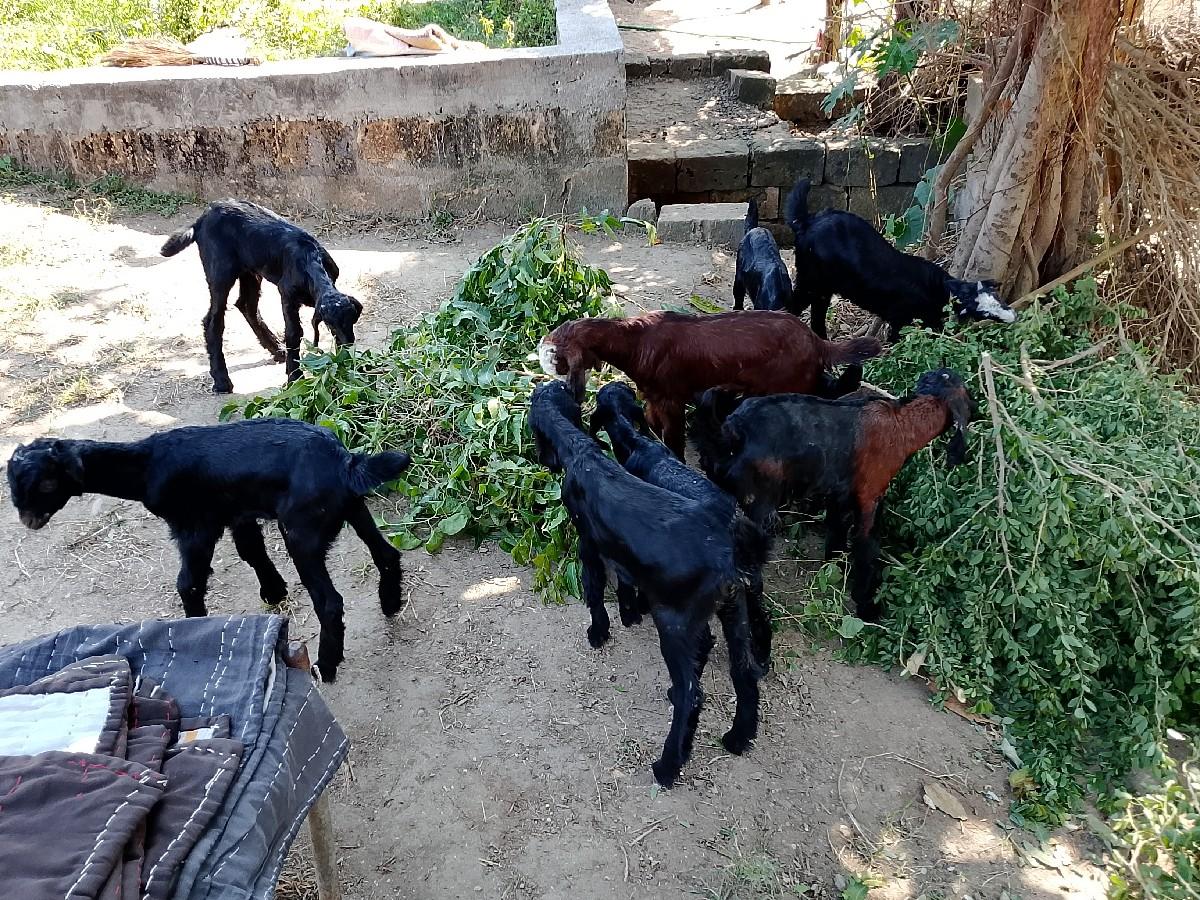 થંબનેલ 2