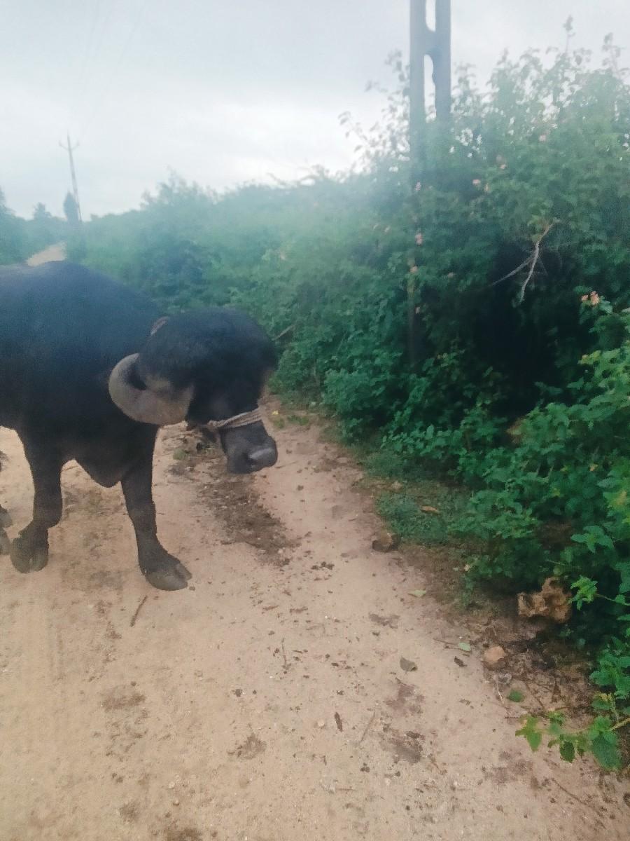 પાડો વેચવાનો છે