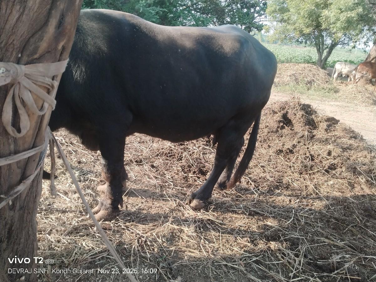 थंबनेल 2