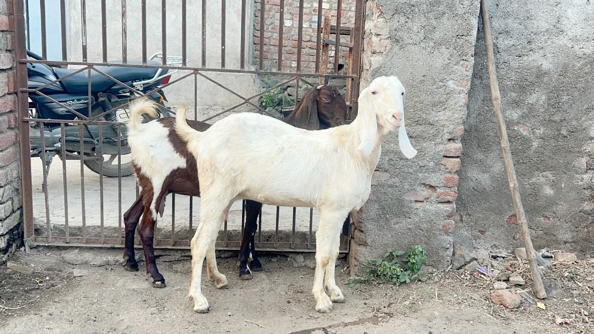 mundi gulabi spotless