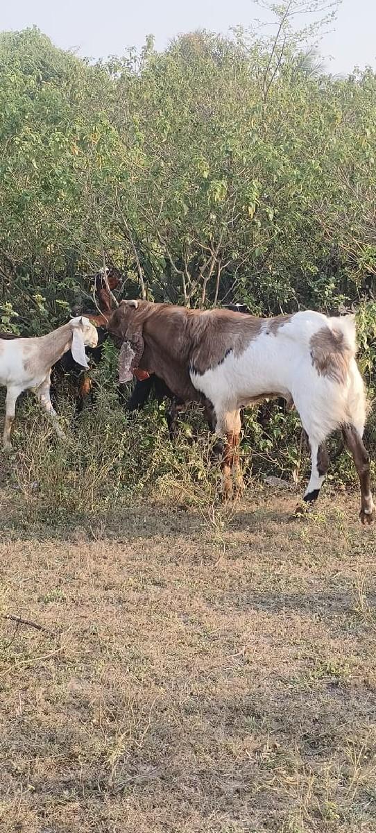 થંબનેલ 3