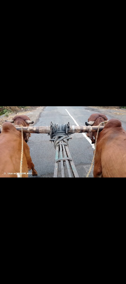 ગોઢલા વેચવાના છે