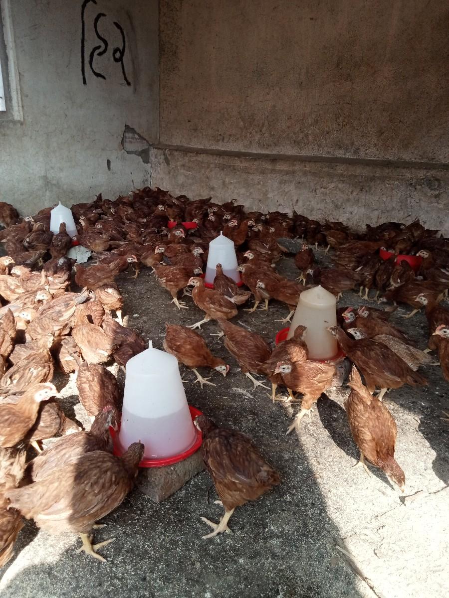 थंबनेल 2