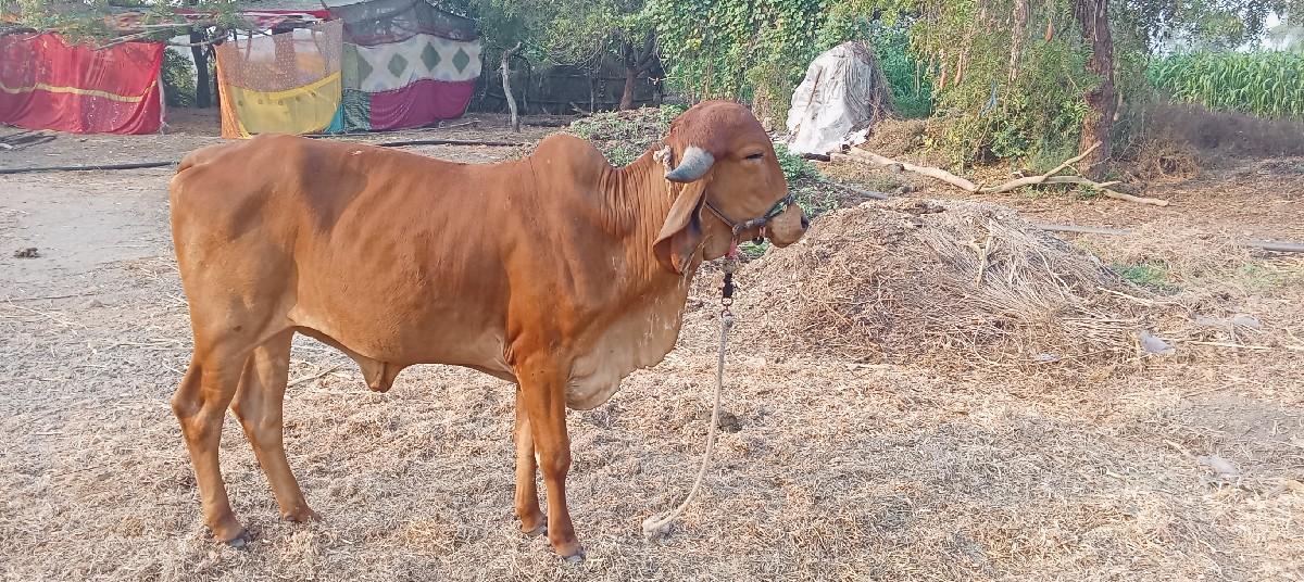 ઓરીજનલ ગીર હોડકી વેચવાની છે