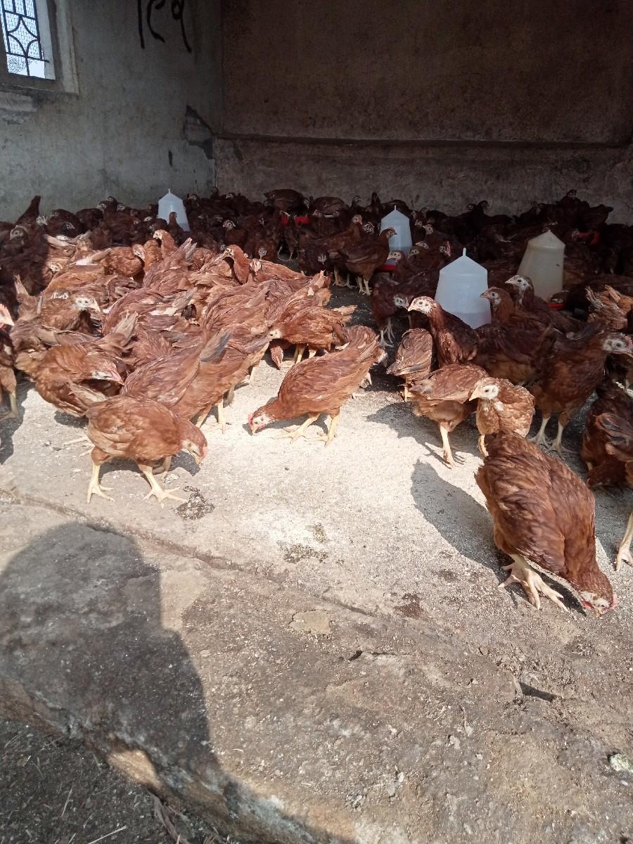 વેચવાના છે