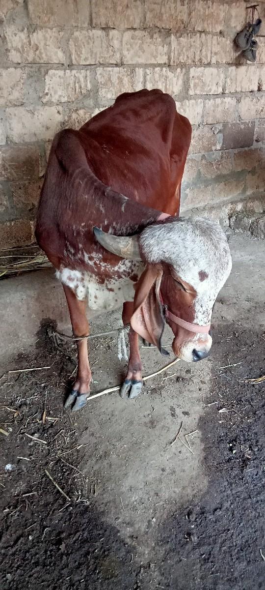 થંબનેલ 2