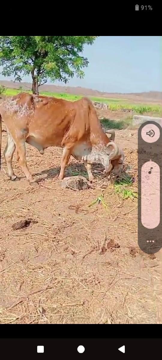 પાડો છે બરદવેશવાનાછે