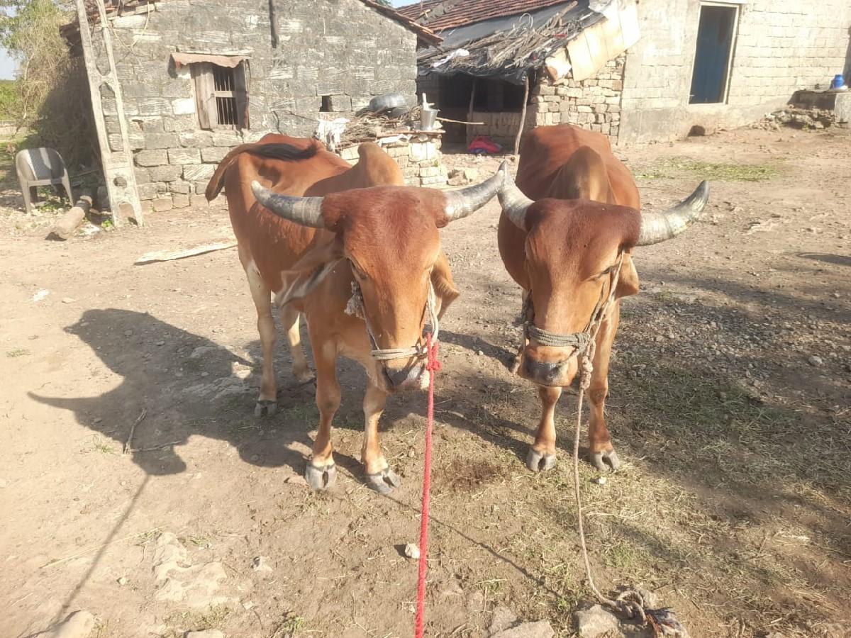 15000 રૂપિયા કિંમત