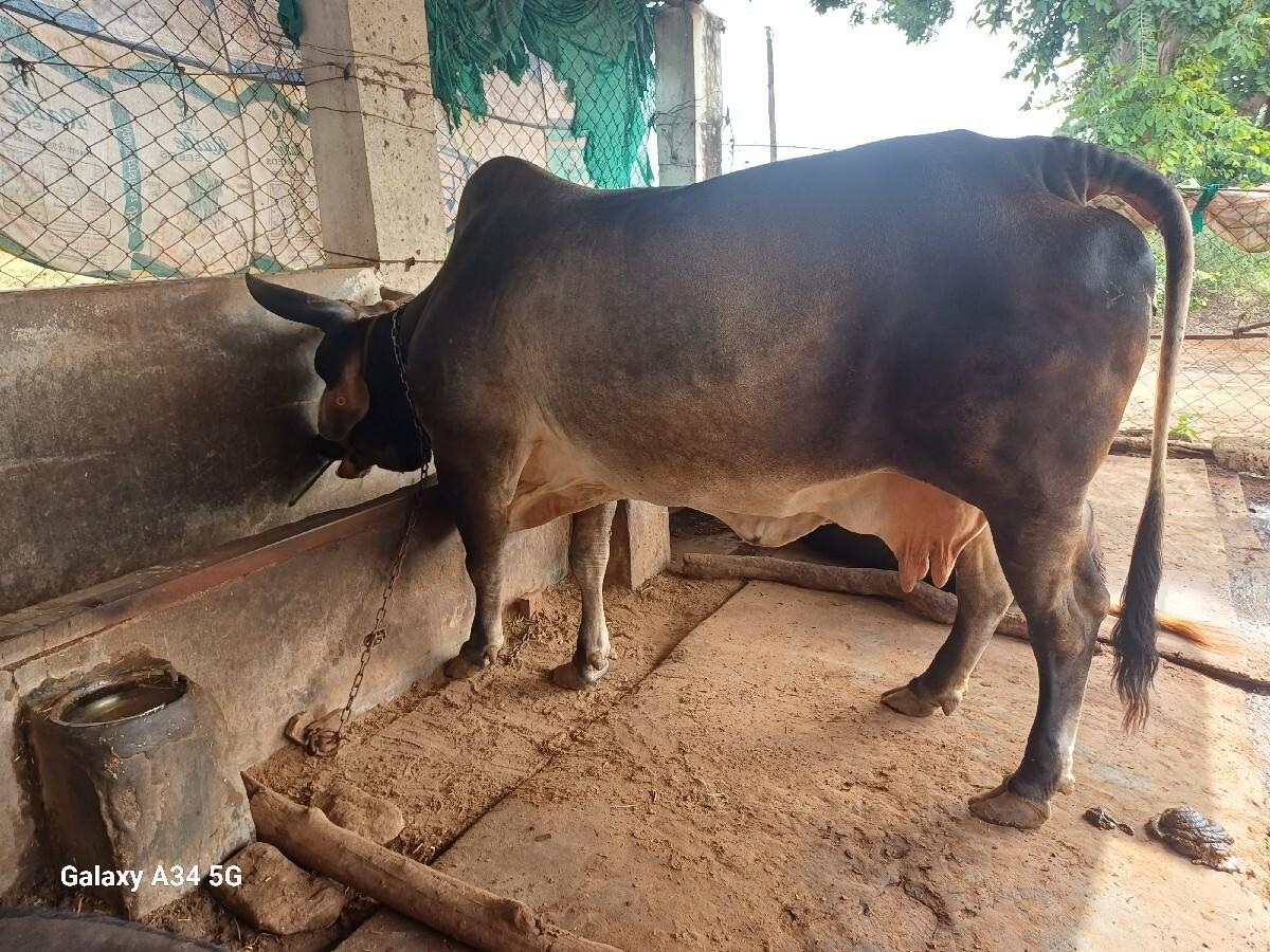 કાકરેજ ગાય વેચાણ આપવાની સે