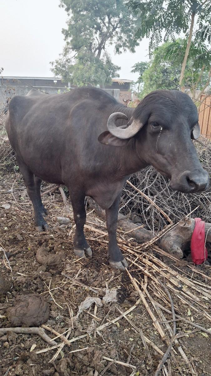 થંબનેલ 2