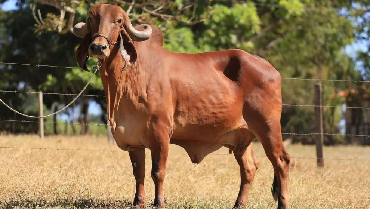 ગૌ શાળા માટે માણસો ની જરૂર છે