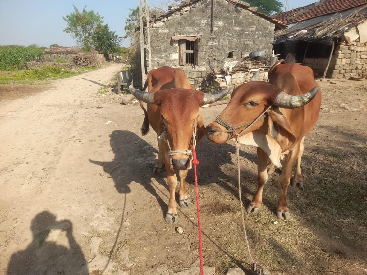 17000 રૂપિયા કિંમત