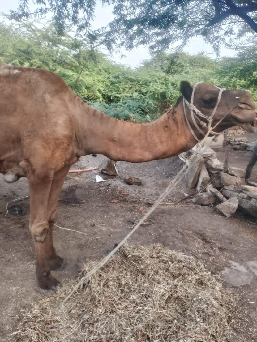 થંબનેલ 2