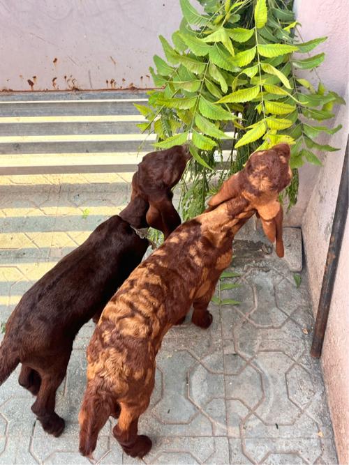 બકરા ના બચા સિહોરી નસલ